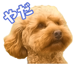 Cute dog Kotaro-chan sticker #14519058