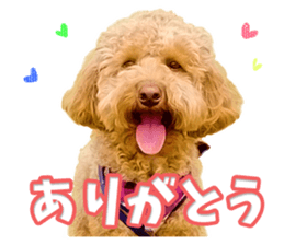 Cute dog Kotaro-chan sticker #14519059