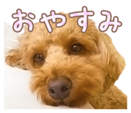 Cute dog Kotaro-chan sticker #14519060