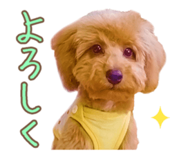 Cute dog Kotaro-chan sticker #14519063