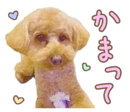 Cute dog Kotaro-chan sticker #14519064