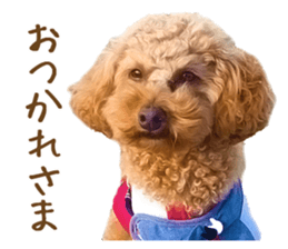 Cute dog Kotaro-chan sticker #14519066