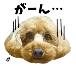 Cute dog Kotaro-chan sticker #14519067