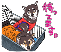 Everyone's Shiba stamp sticker #14519234