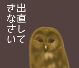 Chick and Owl and Chicken.2 sticker #14523044