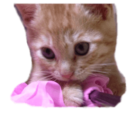 cute cat cat sticker #14525110