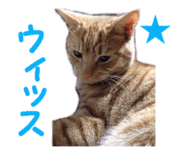cute cat cat sticker #14525113