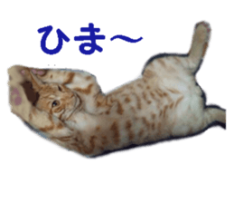 cute cat cat sticker #14525115