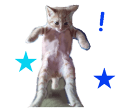 cute cat cat sticker #14525117