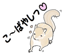 Sticker sent to the kobayashi Squirrel sticker #14530330