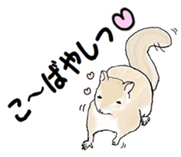 Sticker sent to the kobayashi Squirrel sticker #14530330