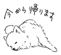 Pomeranian watachan Sticker2 sticker #14536121