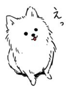 Pomeranian watachan Sticker2 sticker #14536130