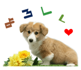Real DOG Corgi sticker #14538014