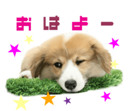 Real DOG Corgi sticker #14538015