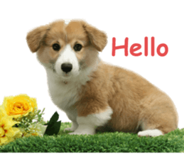 Real DOG Corgi sticker #14538016