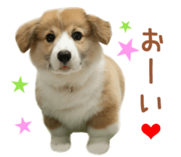 Real DOG Corgi sticker #14538017