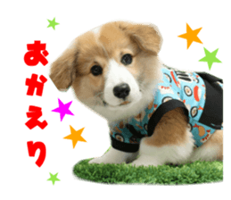 Real DOG Corgi sticker #14538018