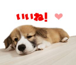 Real DOG Corgi sticker #14538019