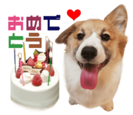 Real DOG Corgi sticker #14538020