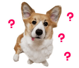 Real DOG Corgi sticker #14538021
