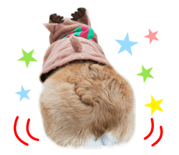 Real DOG Corgi sticker #14538022