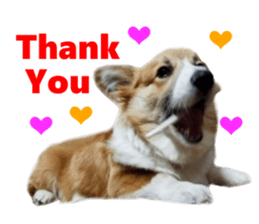 Real DOG Corgi sticker #14538024