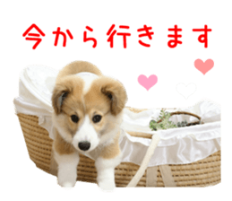 Real DOG Corgi sticker #14538026