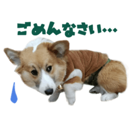 Real DOG Corgi sticker #14538027