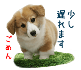 Real DOG Corgi sticker #14538028