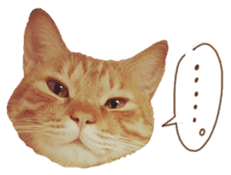 FUNNY CAT TORO 3 sticker #14539118