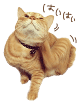 FUNNY CAT TORO 3 sticker #14539119