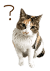 FUNNY CAT TORO 3 sticker #14539120