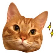 FUNNY CAT TORO 3 sticker #14539123