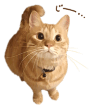 FUNNY CAT TORO 3 sticker #14539127