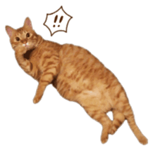 FUNNY CAT TORO 3 sticker #14539128
