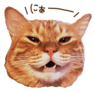 FUNNY CAT TORO 3 sticker #14539130