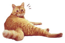 FUNNY CAT TORO 3 sticker #14539132