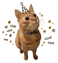 FUNNY CAT TORO 3 sticker #14539134