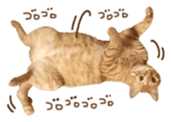 FUNNY CAT TORO 3 sticker #14539137