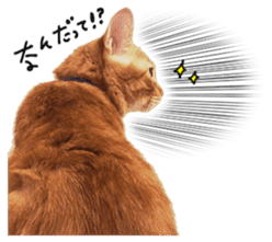 FUNNY CAT TORO 3 sticker #14539138