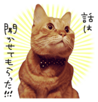 FUNNY CAT TORO 3 sticker #14539139