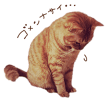 FUNNY CAT TORO 3 sticker #14539141