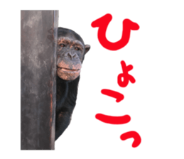 Chimpanzee Sticker sticker #14540055
