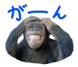 Chimpanzee Sticker sticker #14540057