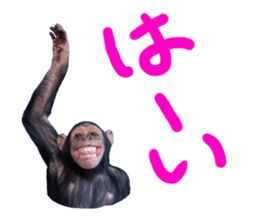 Chimpanzee Sticker sticker #14540058