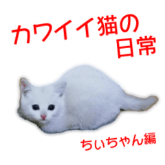 Cute cat Everyday Chi-chan Ver