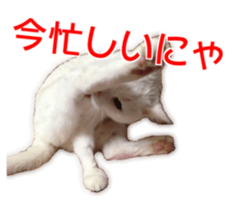 Cute cat Everyday Chi-chan Ver sticker #14540228
