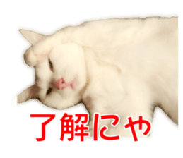 Cute cat Everyday Chi-chan Ver sticker #14540229
