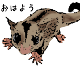 Real sugar glider(Frequently used words) sticker #14540510